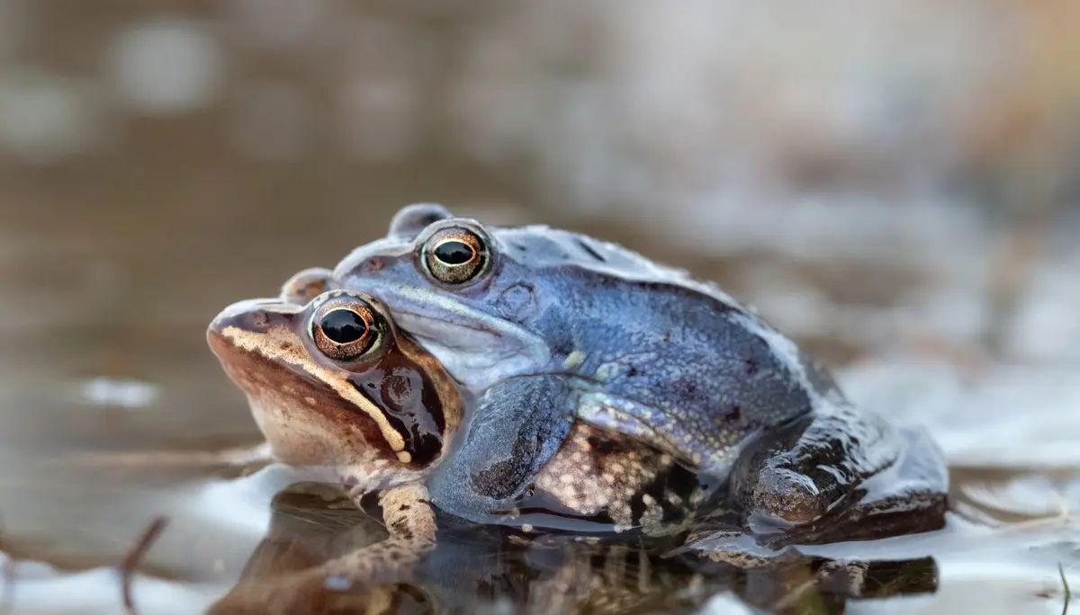 Moorfrosch | © Farina Graßmann