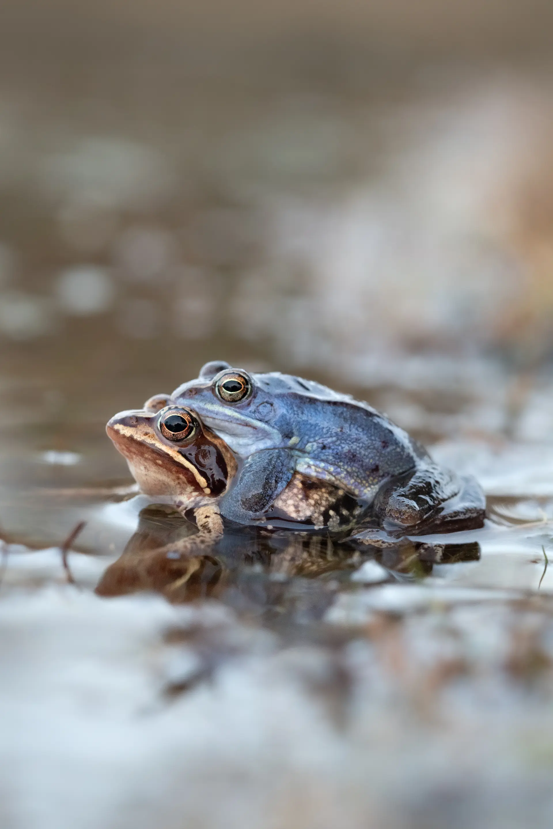 Moorfrosch | © Farina Graßmann