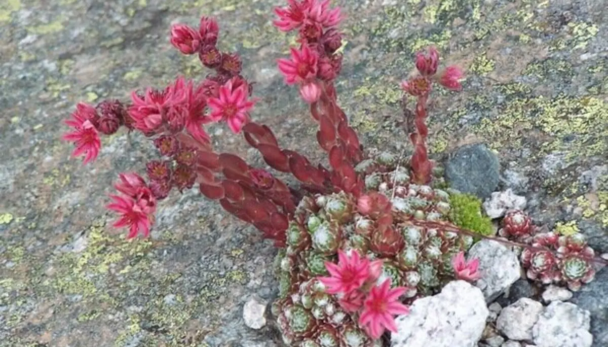 © 	 DAV Freudenstadt