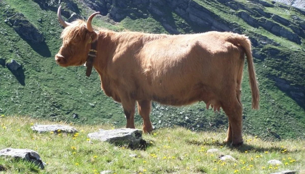 © 	 DAV Freudenstadt