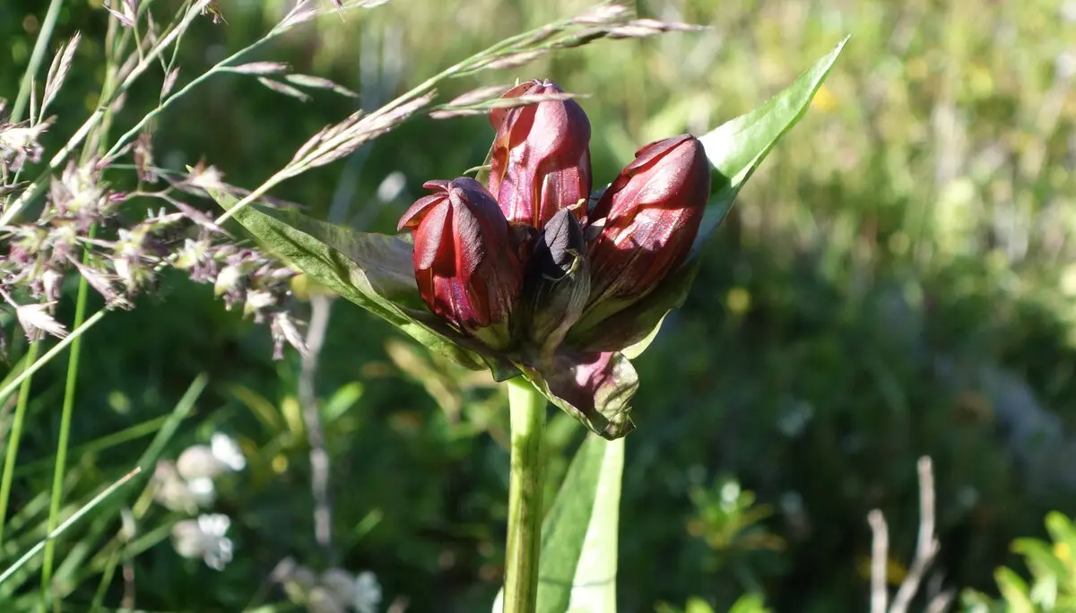 Die Schätze der Bergwelt des Sustenpasses | © DAV Freudenstadt