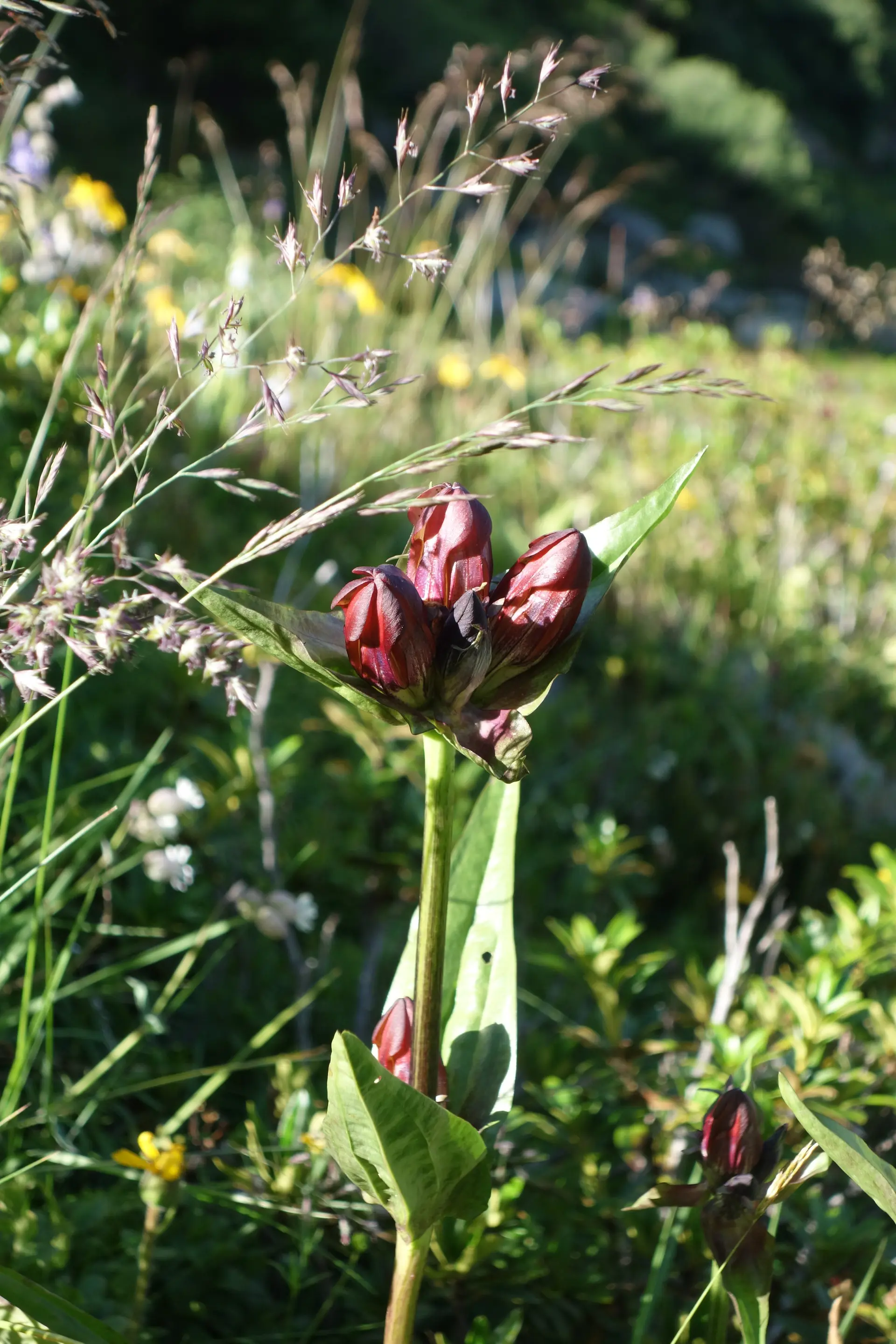 Die Schätze der Bergwelt des Sustenpasses | © DAV Freudenstadt